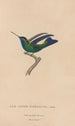 Histoire naturelle des oiseaux-mouches Pl50 - René Primevère Lesson — artwork view