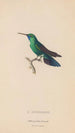 Histoire naturelle des oiseaux-mouches Pl52 - René Primevère Lesson — artwork view