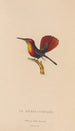 Histoire naturelle des oiseaux-mouches Pl53 - René Primevère Lesson — artwork view