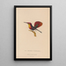 Histoire naturelle des oiseaux-mouches Pl53 - René Primevère Lesson — framed artwork on a wall