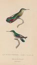 Histoire naturelle des oiseaux-mouches Pl54 - René Primevère Lesson — artwork view