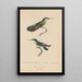 Histoire naturelle des oiseaux-mouches Pl54 - René Primevère Lesson — framed artwork on a wall