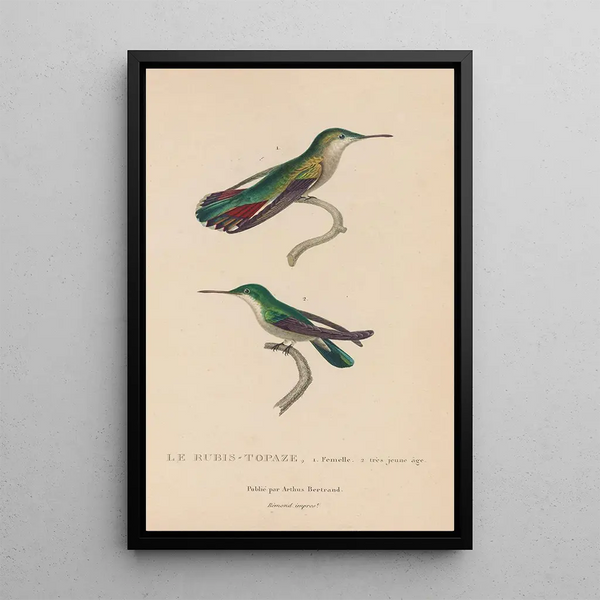Histoire naturelle des oiseaux-mouches Pl54 - René Primevère Lesson — framed artwork on a wall
