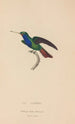 Histoire naturelle des oiseaux-mouches Pl56 - René Primevère Lesson — artwork view