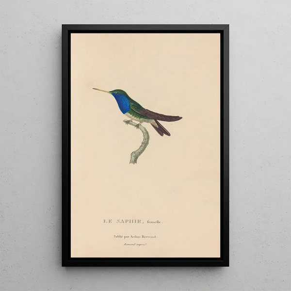 Histoire naturelle des oiseaux-mouches Pl57 - René Primevère Lesson — framed artwork on a wall