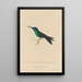Histoire naturelle des oiseaux-mouches Pl59 - René Primevère Lesson — framed artwork on a wall