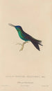 Histoire naturelle des oiseaux-mouches Pl59 - René Primevère Lesson — artwork view