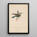Histoire naturelle des oiseaux-mouches Pl60 - René Primevère Lesson — framed artwork on a wall