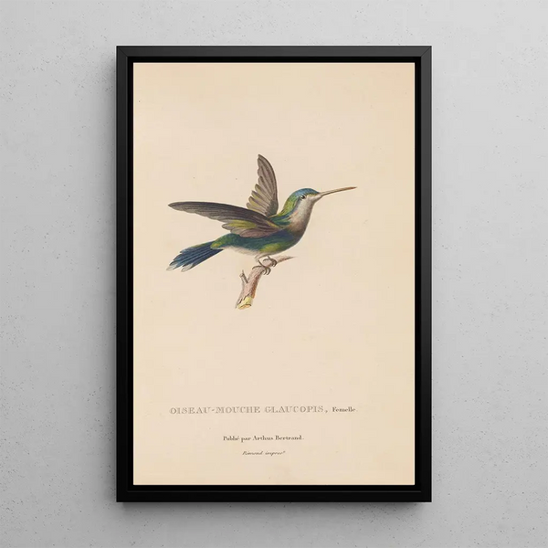 Histoire naturelle des oiseaux-mouches Pl60 - René Primevère Lesson — framed artwork on a wall