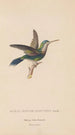 Histoire naturelle des oiseaux-mouches Pl60 - René Primevère Lesson — artwork view