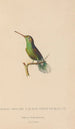 Histoire naturelle des oiseaux-mouches Pl61 - René Primevère Lesson — artwork view