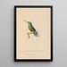 Histoire naturelle des oiseaux-mouches Pl61 - René Primevère Lesson — framed artwork on a wall