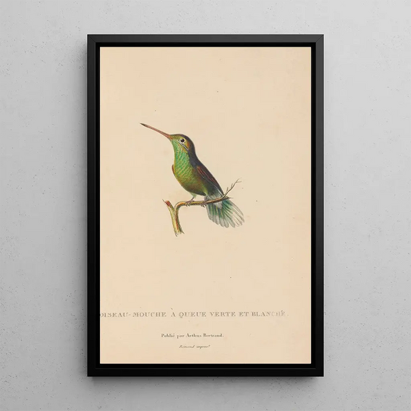 Histoire naturelle des oiseaux-mouches Pl61 - René Primevère Lesson — framed artwork on a wall