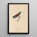 Histoire naturelle des oiseaux-mouches Pl62 - René Primevère Lesson — framed artwork on a wall