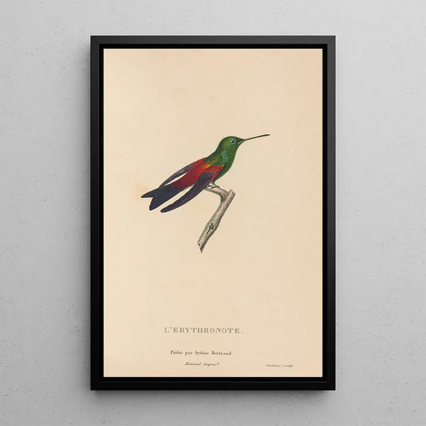 Histoire naturelle des oiseaux-mouches Pl62 - René Primevère Lesson — framed artwork on a wall