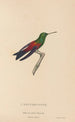 Histoire naturelle des oiseaux-mouches Pl62 - René Primevère Lesson — artwork view