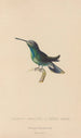 Histoire naturelle des oiseaux-mouches Pl63 - René Primevère Lesson — artwork view
