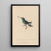 Histoire naturelle des oiseaux-mouches Pl63 - René Primevère Lesson — framed artwork on a wall