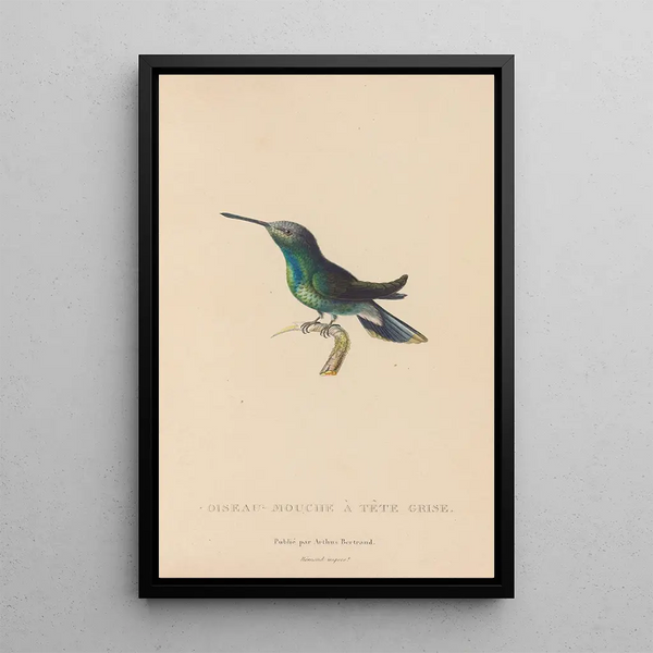 Histoire naturelle des oiseaux-mouches Pl63 - René Primevère Lesson — framed artwork on a wall