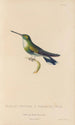 Natural history of hummingbirds Pl64 - René Primevère Lesson — artwork view