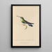 Natural history of hummingbirds Pl64 - René Primevère Lesson — framed artwork on a wall