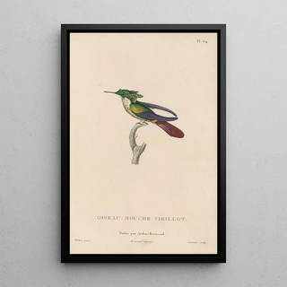 RenPrimevre Lesson - Histoire naturelle des oiseauxmouches Pl65.webp