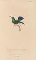 Natural History of Hummingbirds Pl66 - René Primevère Lesson — artwork view