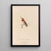 Natural history of hummingbirds Pl67 - René Primevère Lesson — framed artwork on a wall