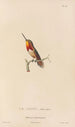 Natural history of hummingbirds Pl67 - René Primevère Lesson — artwork view