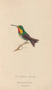 Histoire naturelle des oiseaux-mouches Pl68 - René Primevère Lesson — artwork view