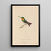Histoire naturelle des oiseaux-mouches Pl68 - René Primevère Lesson — framed artwork on a wall
