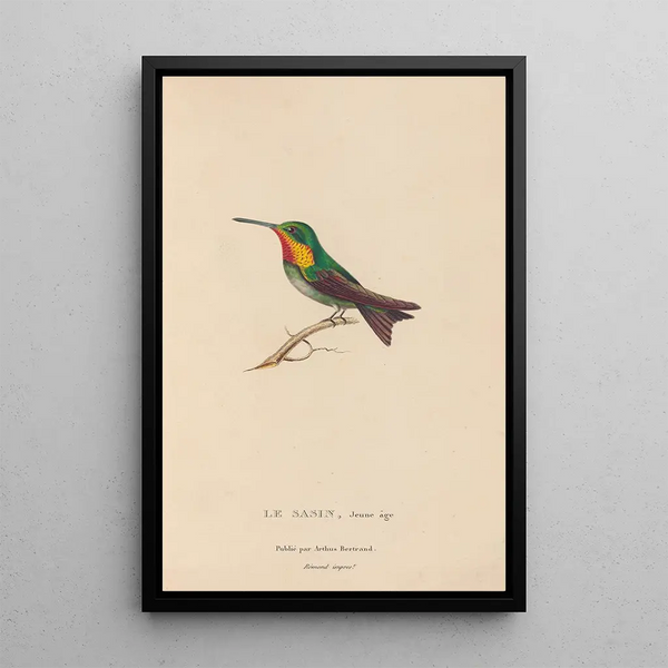 Histoire naturelle des oiseaux-mouches Pl68 - René Primevère Lesson — framed artwork on a wall