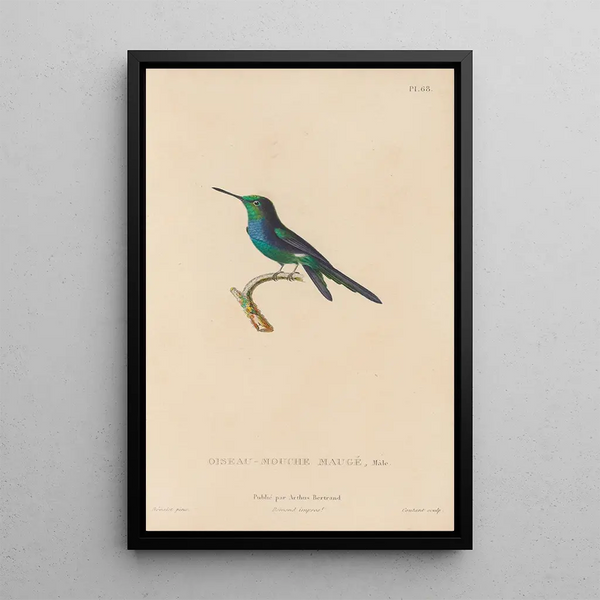 Histoire naturelle des oiseaux-mouches Pl69 - René Primevère Lesson — framed artwork on a wall