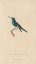 Histoire naturelle des oiseaux-mouches Pl69 - René Primevère Lesson — artwork view