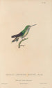 Histoire naturelle des oiseaux-mouches Pl70 - René Primevère Lesson — artwork view