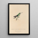 Histoire naturelle des oiseaux-mouches Pl70 - René Primevère Lesson — framed artwork on a wall
