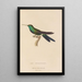 Histoire naturelle des oiseaux-mouches Pl71 - René Primevère Lesson — framed artwork on a wall
