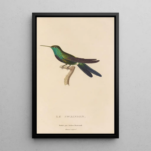 Histoire naturelle des oiseaux-mouches Pl71 - René Primevère Lesson — framed artwork on a wall