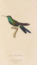 Histoire naturelle des oiseaux-mouches Pl71 - René Primevère Lesson — artwork view