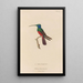 Histoire naturelle des oiseaux-mouches Pl73 - René Primevère Lesson — framed artwork on a wall