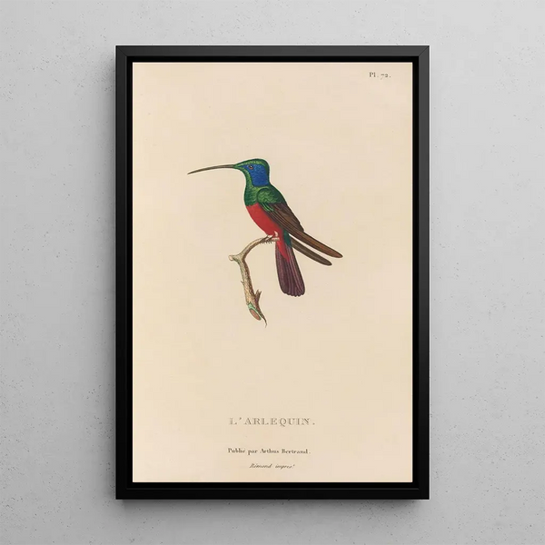 Histoire naturelle des oiseaux-mouches Pl73 - René Primevère Lesson — framed artwork on a wall