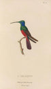 Histoire naturelle des oiseaux-mouches Pl73 - René Primevère Lesson — artwork view