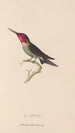 Histoire naturelle des oiseaux-mouches Pl75 - René Primevère Lesson — artwork view