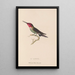 Histoire naturelle des oiseaux-mouches Pl75 - René Primevère Lesson — framed artwork on a wall