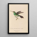 Histoire naturelle des oiseaux-mouches Pl76 - René Primevère Lesson — framed artwork on a wall