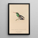 Histoire naturelle des oiseaux-mouches Pl77 - René Primevère Lesson — framed artwork on a wall
