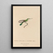 Natural history of hummingbirds Pl80 - René Primevère Lesson — framed artwork on a wall