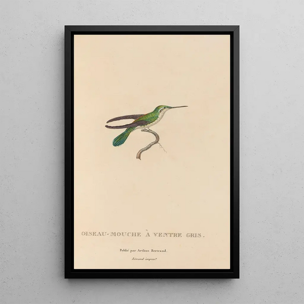 Natural history of hummingbirds Pl80 - René Primevère Lesson — framed artwork on a wall