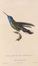 Histoire naturelle des oiseaux-mouches Pl81 - René Primevère Lesson — artwork view