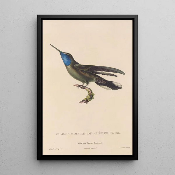 Histoire naturelle des oiseaux-mouches Pl81 - René Primevère Lesson — framed artwork on a wall